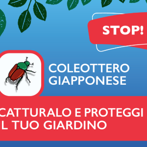 Coleottero Giapponese – informazioni rivolte ai cittadini